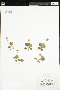 Moneses uniflora image