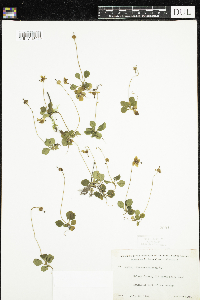 Moneses uniflora image