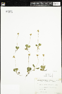 Moneses uniflora image