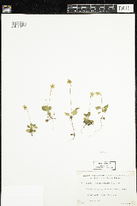 Moneses uniflora image