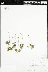 Moneses uniflora image