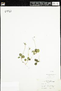 Moneses uniflora image