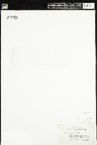 Moneses uniflora image