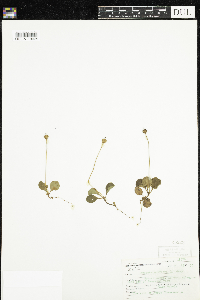 Moneses uniflora image