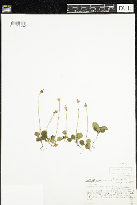 Moneses uniflora image