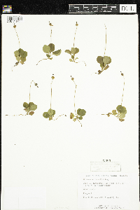 Moneses uniflora image