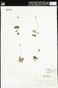 Moneses uniflora image