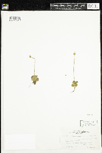 Moneses uniflora image