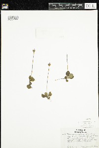 Moneses uniflora image