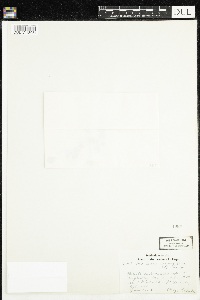 Moneses uniflora image