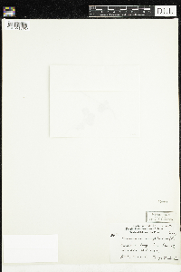 Moneses uniflora image