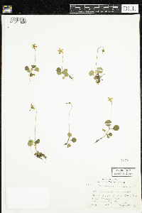 Moneses uniflora image