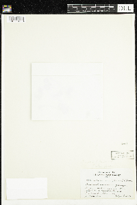 Moneses uniflora image