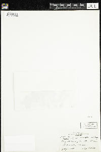 Moneses uniflora image