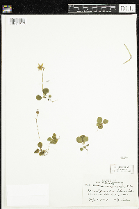 Moneses uniflora image