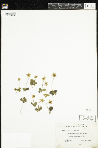 Moneses uniflora image