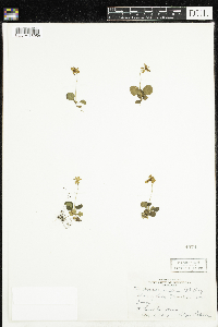 Moneses uniflora image