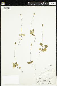 Moneses uniflora image