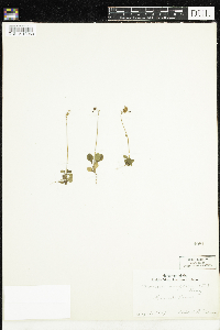 Moneses uniflora image