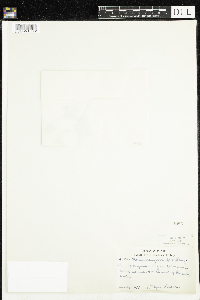 Moneses uniflora image