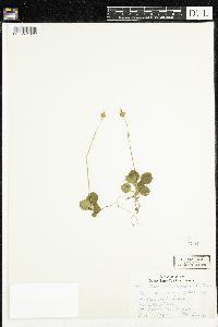 Moneses uniflora image