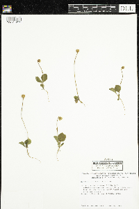 Moneses uniflora image