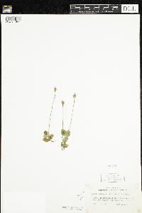 Moneses uniflora image