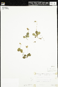 Moneses uniflora image