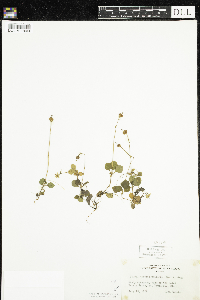 Moneses uniflora image