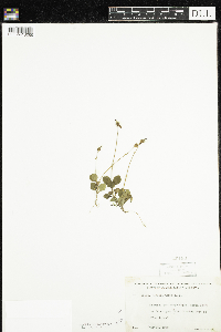 Moneses uniflora image