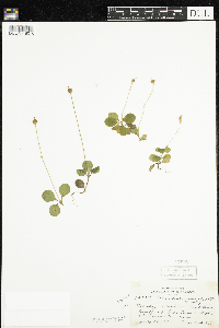 Moneses uniflora image