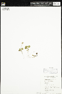 Moneses uniflora image