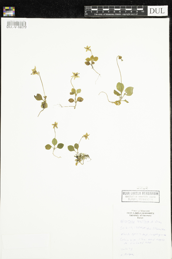 Moneses uniflora image