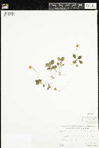 Moneses uniflora image