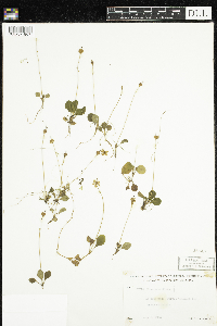 Moneses uniflora image