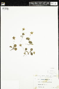 Moneses uniflora image