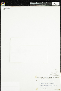 Moneses uniflora image