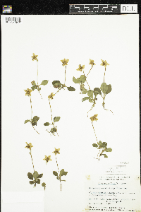 Moneses uniflora image