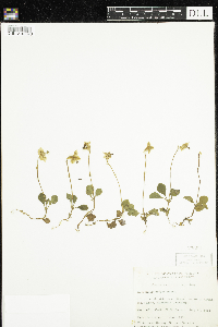 Moneses uniflora image