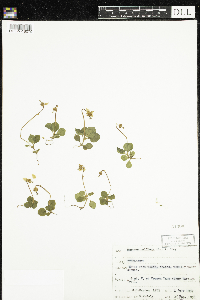 Moneses uniflora image