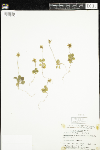 Moneses uniflora image