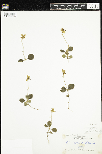 Moneses uniflora image