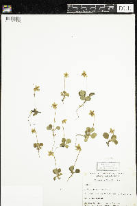 Moneses uniflora image