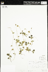 Moneses uniflora image