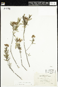 Kalmia polifolia image