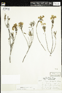 Kalmia polifolia image