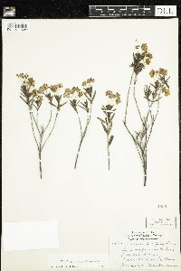 Kalmia polifolia image