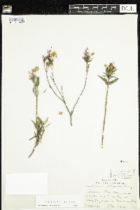 Kalmia polifolia image