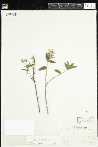 Kalmia polifolia image