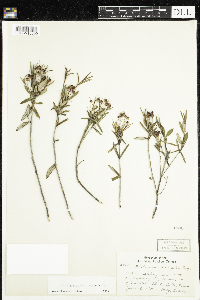 Kalmia polifolia image